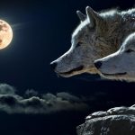 Two wolves are shown focused on the full moon to show that January is known as the Full Wolf Moon because Wolves were know to howl in hunger at the full moon.